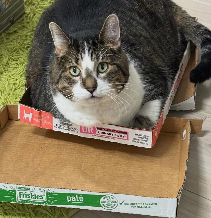 These Cats Got a Bounce Back From Chunk to Chunky Champ — Meet the Big House Cats!