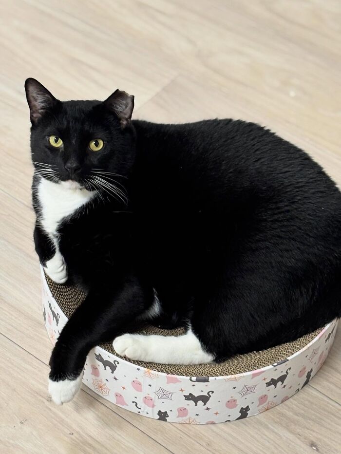 These Cats Got a Bounce Back From Chunk to Chunky Champ — Meet the Big House Cats!