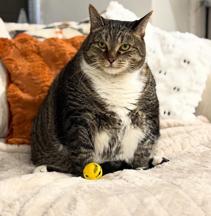 These Cats Got a Bounce Back From Chunk to Chunky Champ — Meet the Big House Cats!