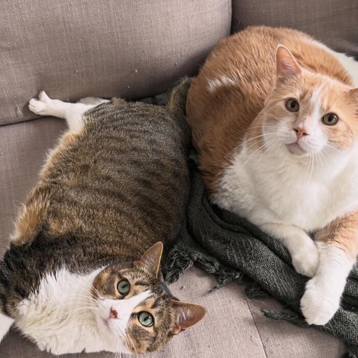 These Cats Got a Bounce Back From Chunk to Chunky Champ — Meet the Big House Cats!