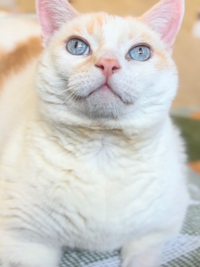 These Cats Got a Bounce Back From Chunk to Chunky Champ — Meet the Big House Cats!