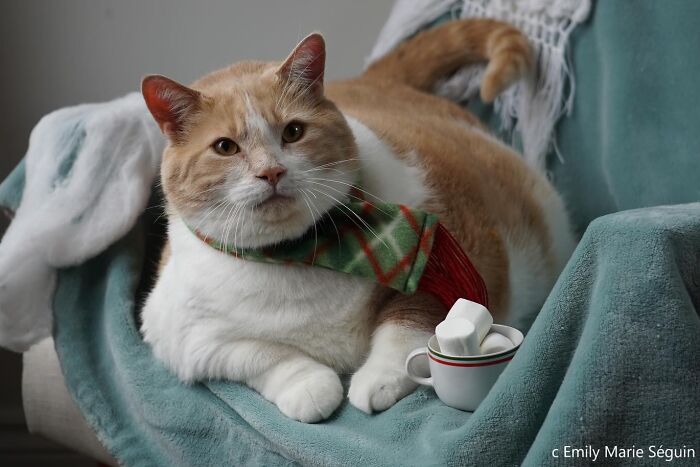 These Cats Got a Bounce Back From Chunk to Chunky Champ — Meet the Big House Cats!