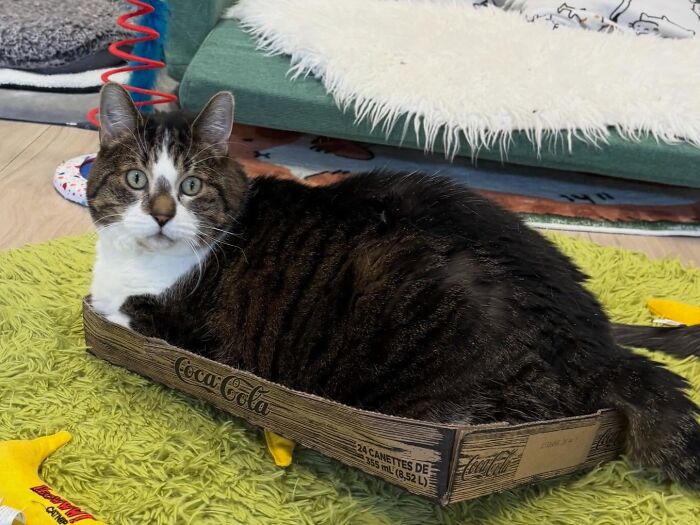 These Cats Got a Bounce Back From Chunk to Chunky Champ — Meet the Big House Cats!