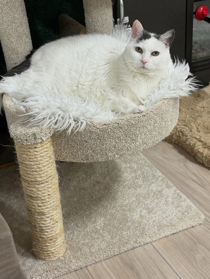 These Cats Got a Bounce Back From Chunk to Chunky Champ — Meet the Big House Cats!