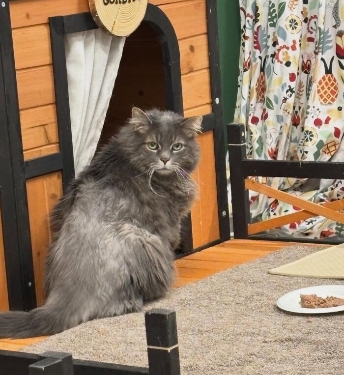 These Cats Got a Bounce Back From Chunk to Chunky Champ — Meet the Big House Cats!