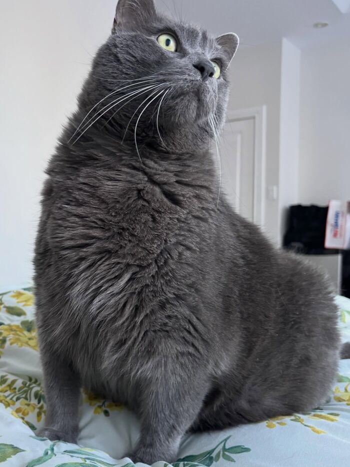 These Cats Got a Bounce Back From Chunk to Chunky Champ — Meet the Big House Cats!