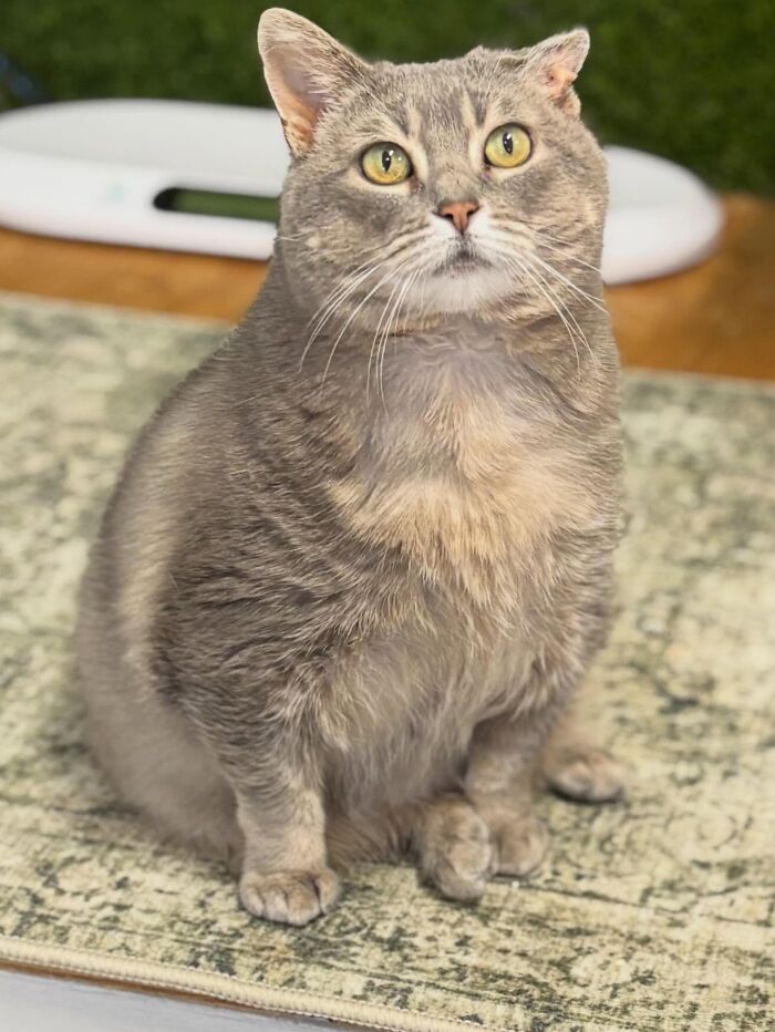 These Cats Got a Bounce Back From Chunk to Chunky Champ — Meet the Big House Cats!