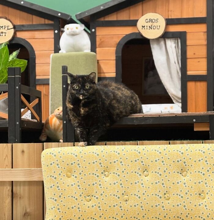 These Cats Got a Bounce Back From Chunk to Chunky Champ — Meet the Big House Cats!