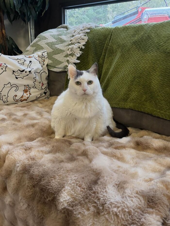 These Cats Got a Bounce Back From Chunk to Chunky Champ — Meet the Big House Cats!