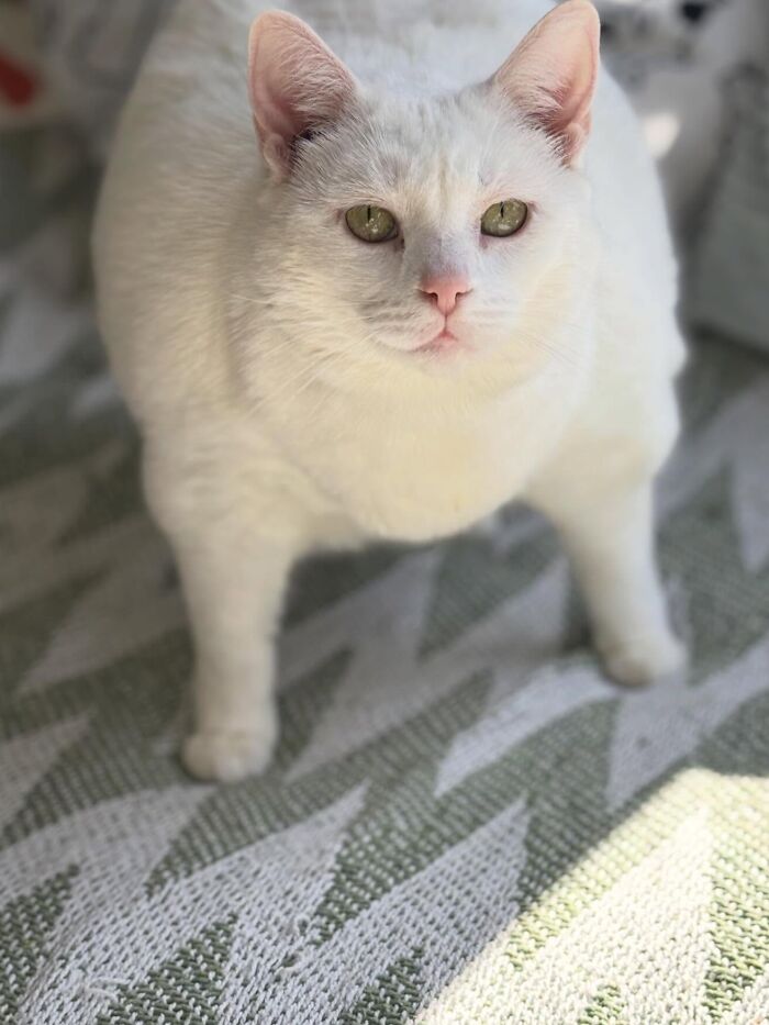 These Cats Got a Bounce Back From Chunk to Chunky Champ — Meet the Big House Cats!