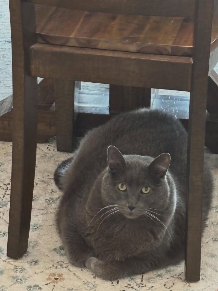 These Cats Got a Bounce Back From Chunk to Chunky Champ — Meet the Big House Cats!