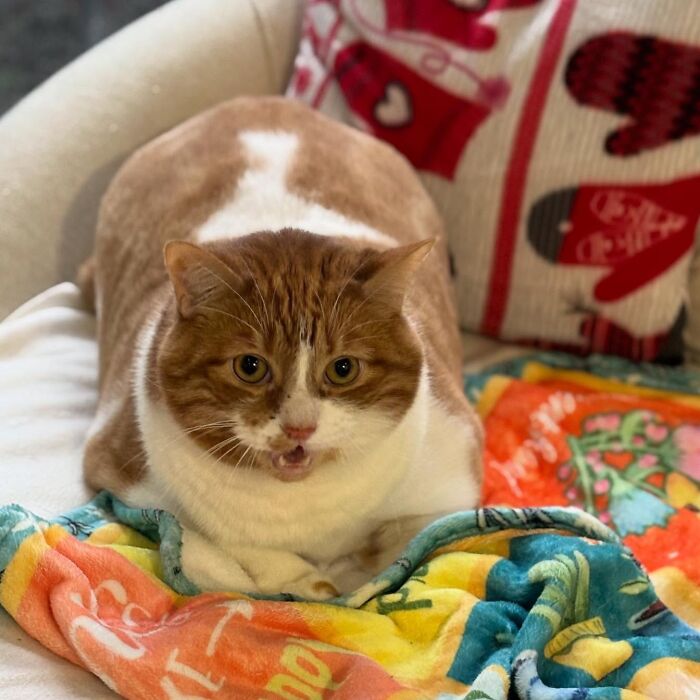 These Cats Got a Bounce Back From Chunk to Chunky Champ — Meet the Big House Cats!