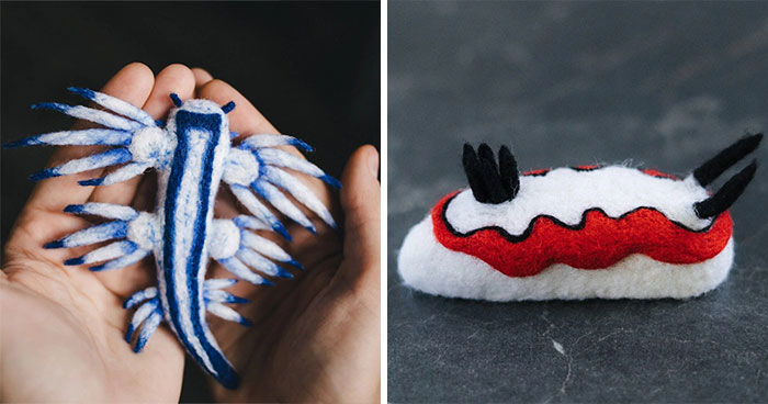 Sea Slugs Get the Cuddle Treatment: Wool Creatures You Won’t Believe Are Real!