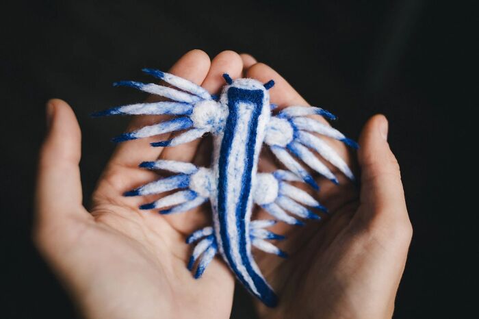 Glaucus Atlanticus – The Baby Blue Badass