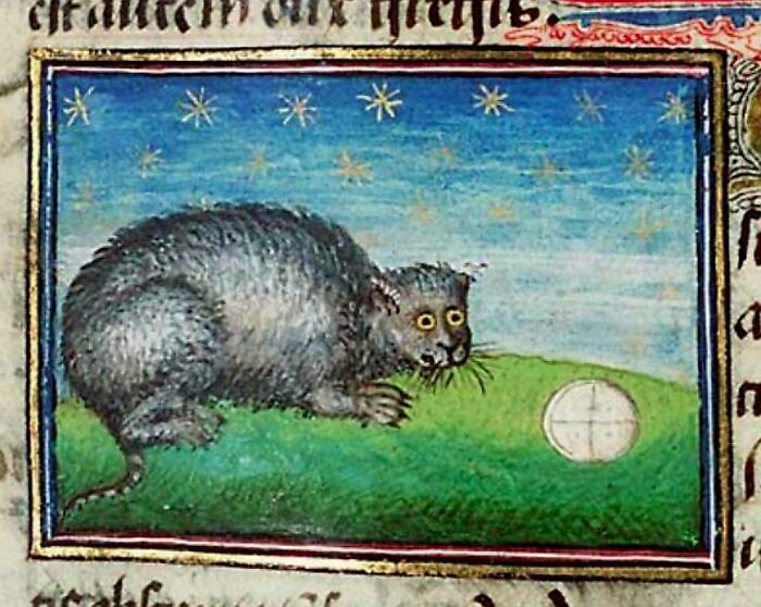 My Therapy Rat After I Share All My Problems