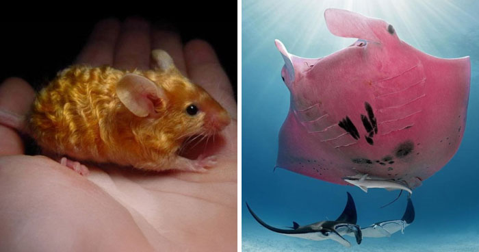 Wait, Nature Went Wild With Colors! 77 Crazy Cool Color Mutations That Look Like They’re From Another Planet