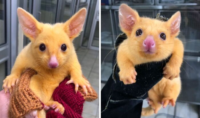 Golden Possum Named Pikachu—Because Of Course