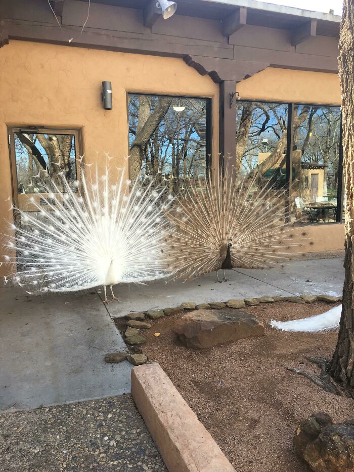 Double Trouble: Two Shinies Hanging Out