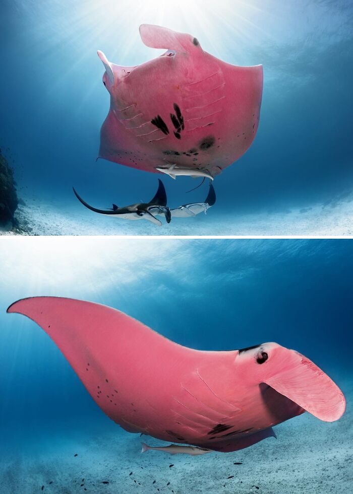 Pink Manta Ray? Totally a Thing!