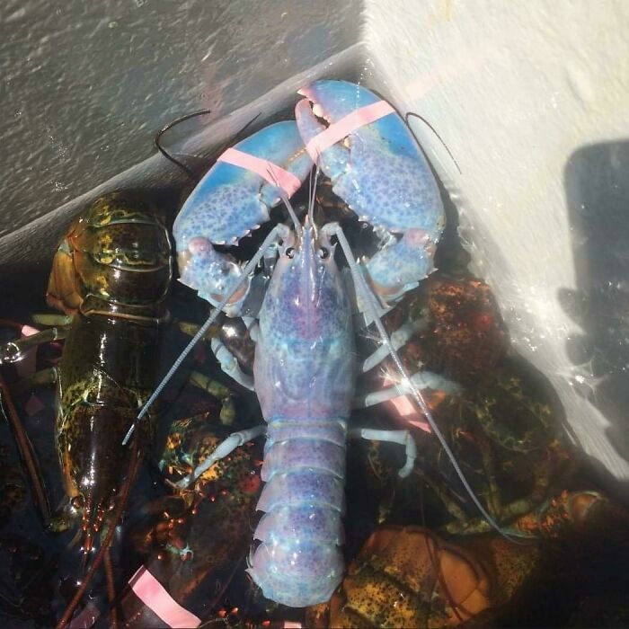 Cotton-Candy Colored Lobster? Yep, That Exists!