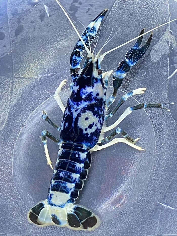 Blue Crayfish With White Spots? Fancy That