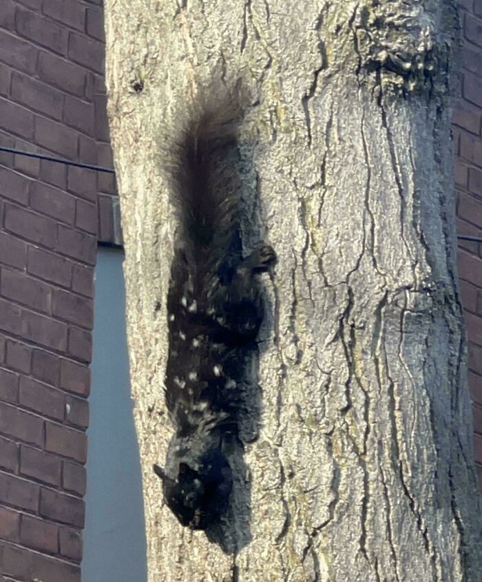 Ever Seen Something This Whimsical? Yeah, Neither Had We