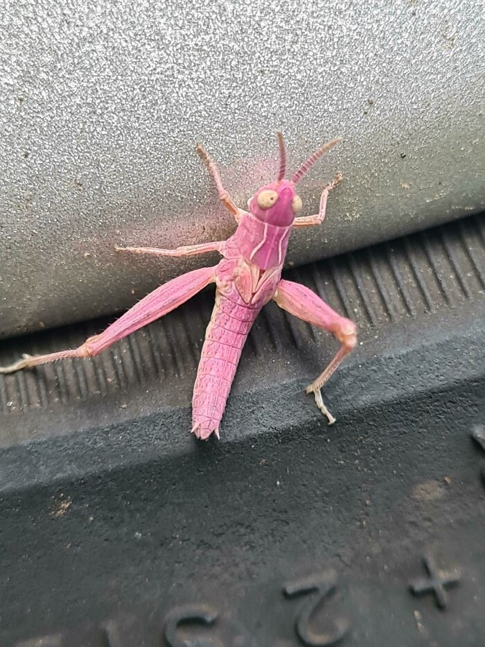Pink Grasshoppers Are Totally A Thing And They Like My Car