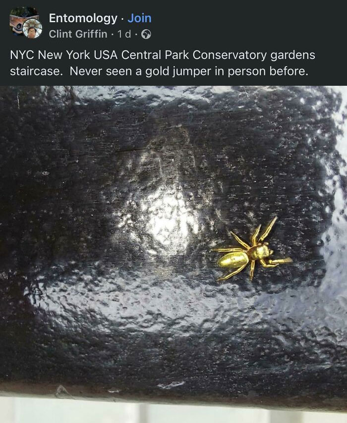 Behold! The Holy Grail of All Shinies