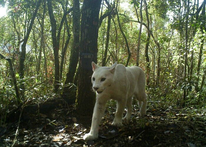White Mountain Lion Spotted in Brazil—Nature’s VIP