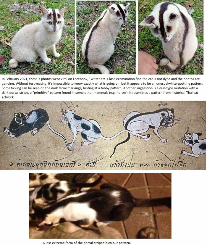 Cat With a Wildly Rare Coat Pattern That’ll Make You Blink Twice