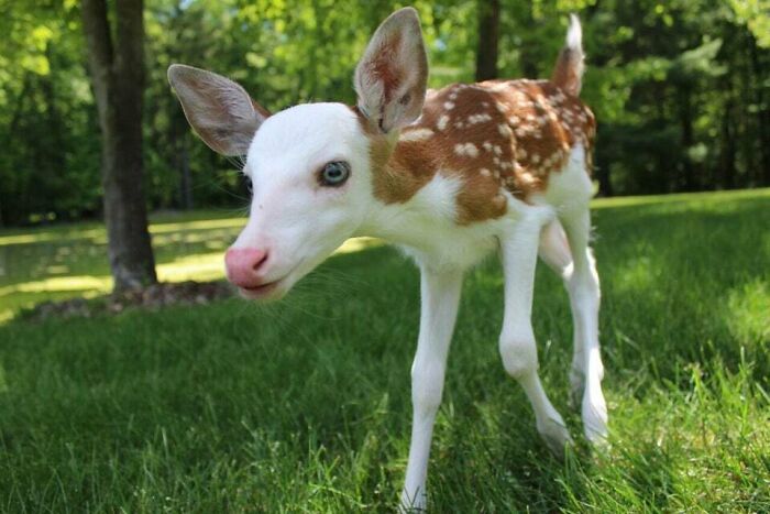 Rare White-Faced Fawn Looking Like It’s Straight Out of a Dream