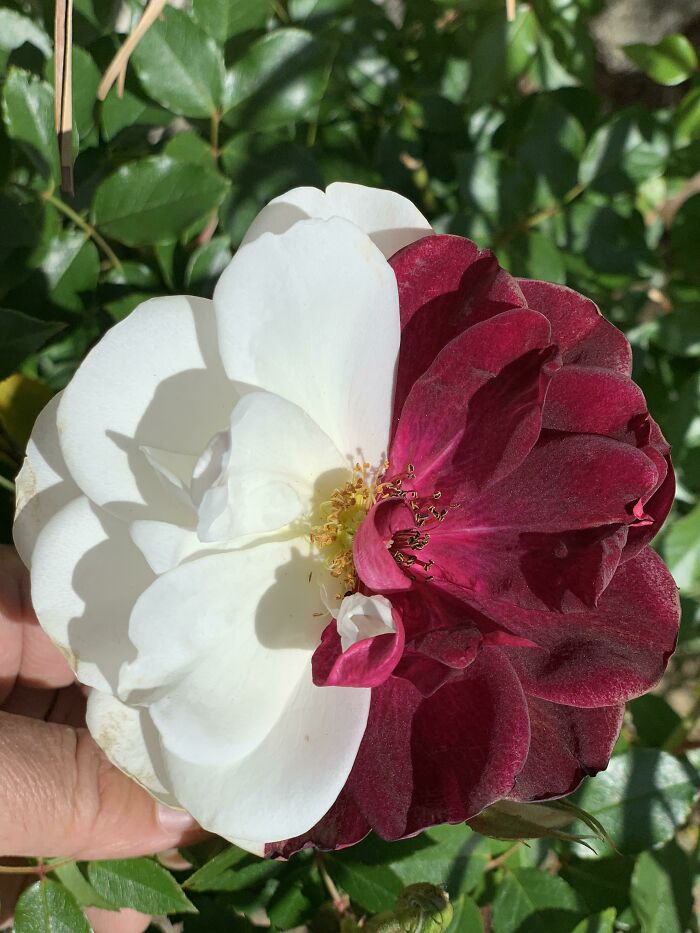 Meet The Chimera Rose That’s Basically The Nature Version of an Art Project