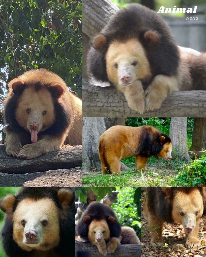 Golden Moon Bear? Sounds Like a Legend, Looks Real