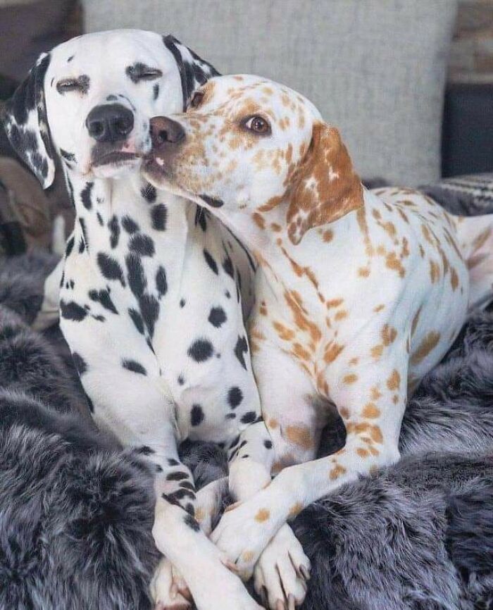 Shiny Dalmatian, Because Polka Dots Just Got an Upgrade