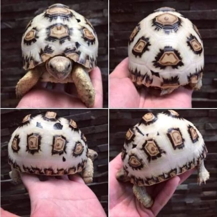 White Leopard Tortoise? Nature Playing Dress-Up Again