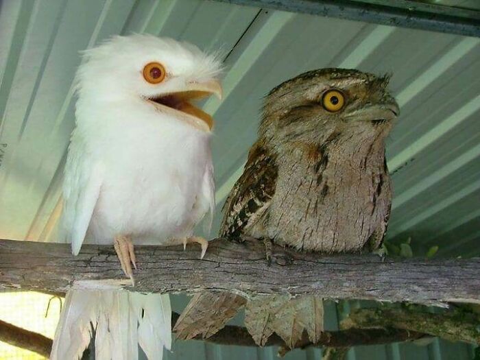 Tawny Frogmouth Duo: One Regular, One Snowy Surprise