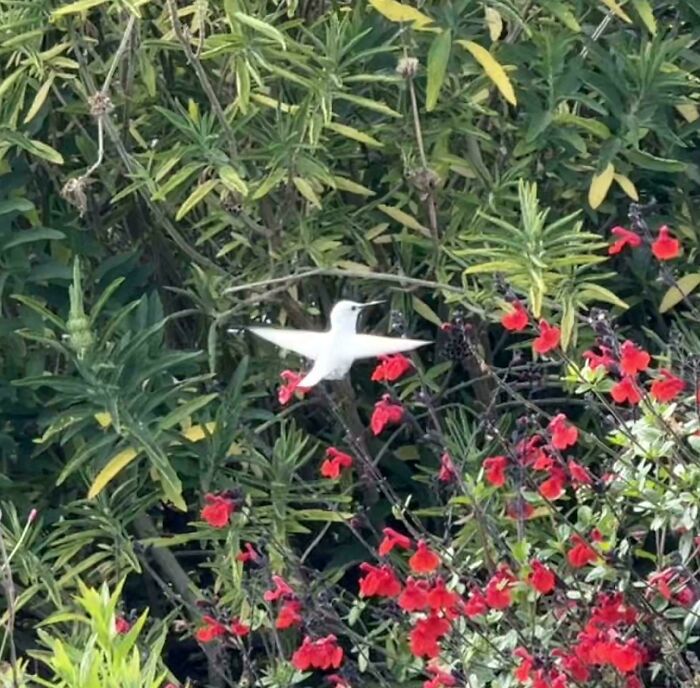 Wait, Nature Went Wild With Colors! 77 Crazy Cool Color Mutations That Look Like They’re From Another Planet