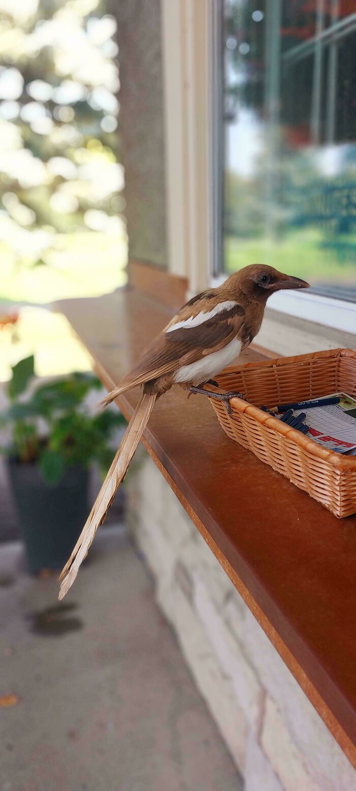 Wait, Nature Went Wild With Colors! 77 Crazy Cool Color Mutations That Look Like They’re From Another Planet