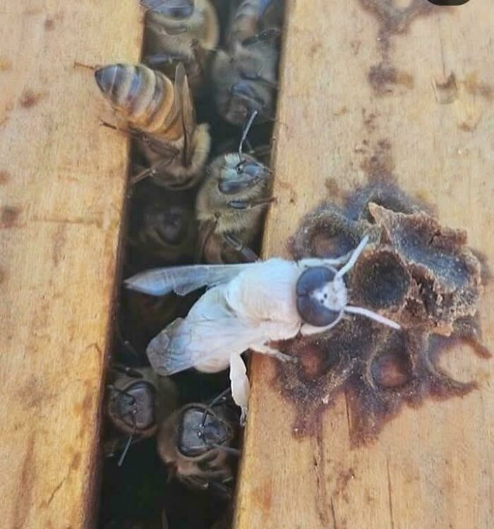 Wait, Nature Went Wild With Colors! 77 Crazy Cool Color Mutations That Look Like They’re From Another Planet