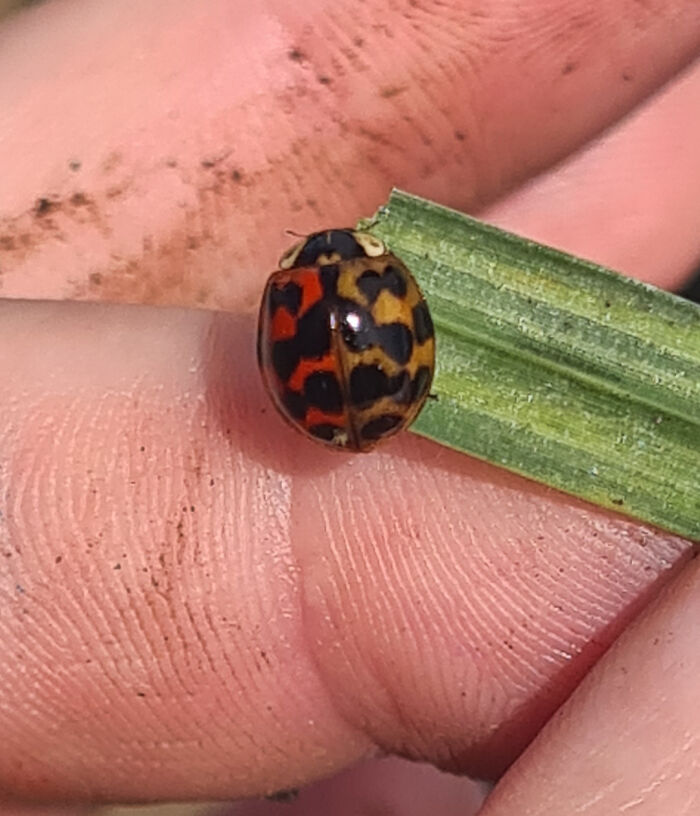 Wait, Nature Went Wild With Colors! 77 Crazy Cool Color Mutations That Look Like They’re From Another Planet