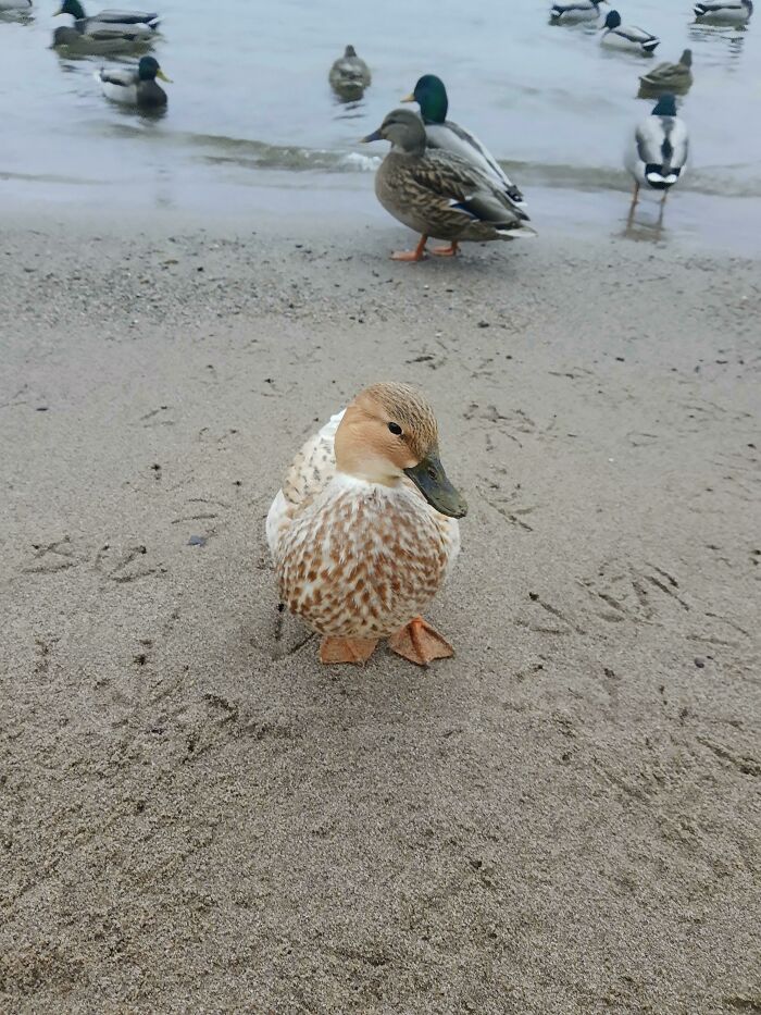 Wait, Nature Went Wild With Colors! 77 Crazy Cool Color Mutations That Look Like They’re From Another Planet