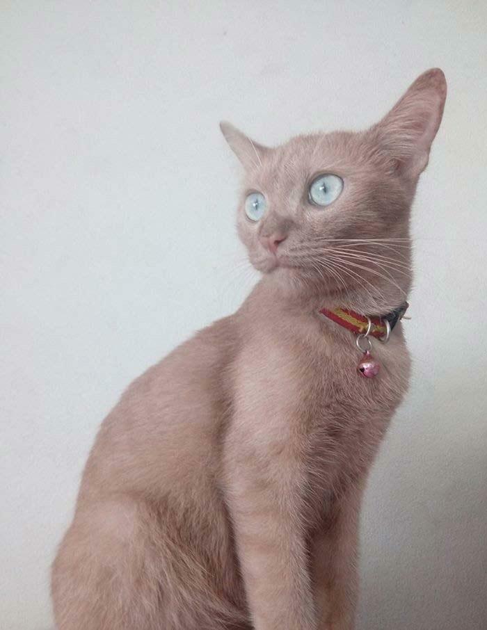 Wait, Nature Went Wild With Colors! 77 Crazy Cool Color Mutations That Look Like They’re From Another Planet