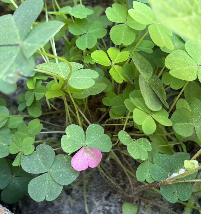 Wait, Nature Went Wild With Colors! 77 Crazy Cool Color Mutations That Look Like They’re From Another Planet