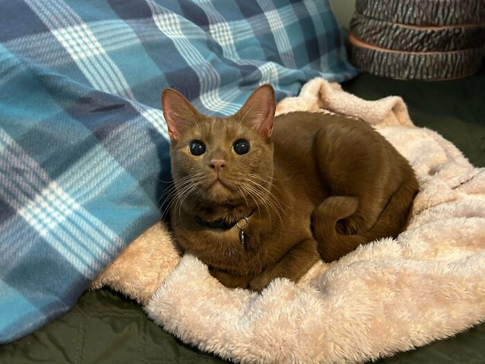 Wait, Nature Went Wild With Colors! 77 Crazy Cool Color Mutations That Look Like They’re From Another Planet