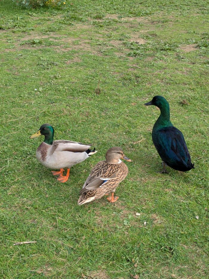 Wait, Nature Went Wild With Colors! 77 Crazy Cool Color Mutations That Look Like They’re From Another Planet