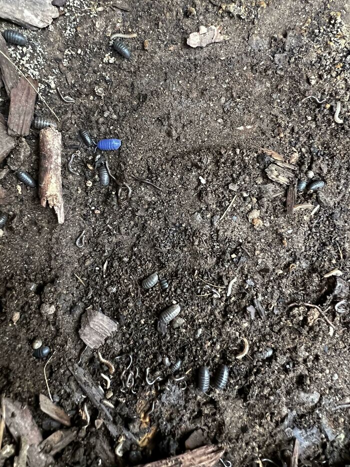 Wait, Nature Went Wild With Colors! 77 Crazy Cool Color Mutations That Look Like They’re From Another Planet