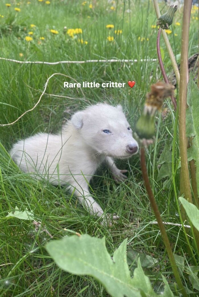 Wait, Nature Went Wild With Colors! 77 Crazy Cool Color Mutations That Look Like They’re From Another Planet