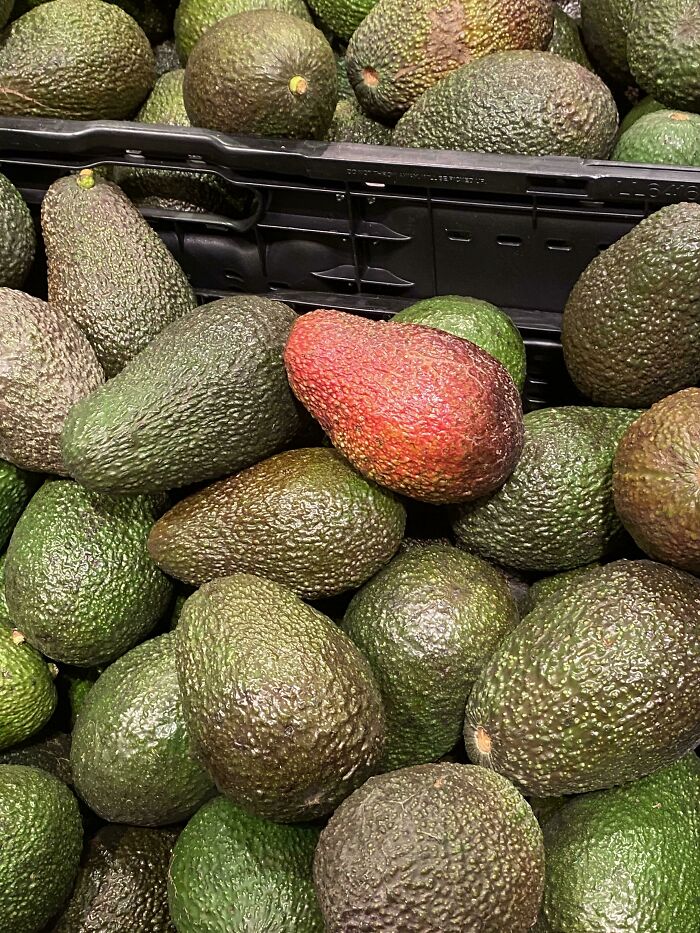 Shiny Avocado—Yes, Avocado!