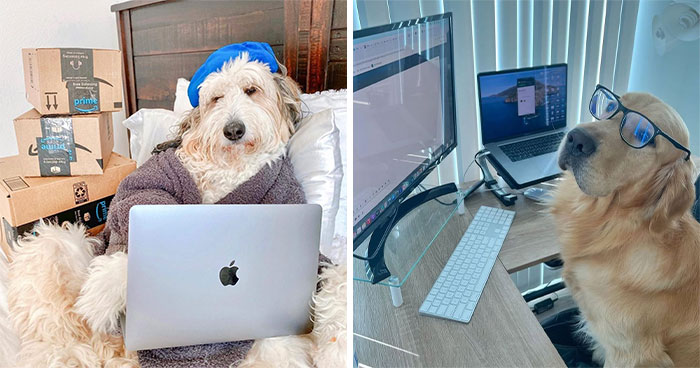 Dogs Crushing It At Remote Work (And They’re Way Cutest Colleagues Ever)