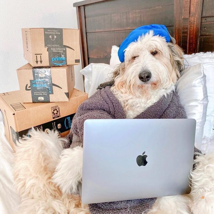 Dogs Crushing It At Remote Work (And They're Way Cutest Colleagues Ever)